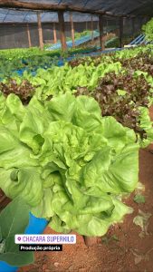 Hortifruti