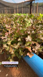 Hortifruti