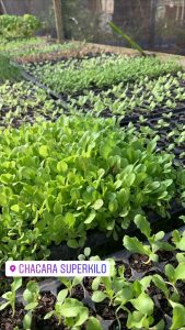 Hortifruti