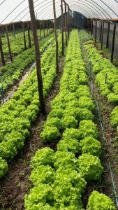 Hortifruti